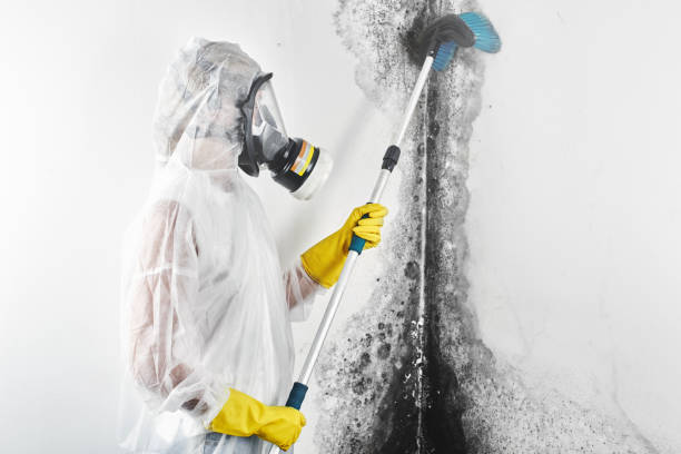 Best Post-Construction Mold Inspection  in Litchfield, IL